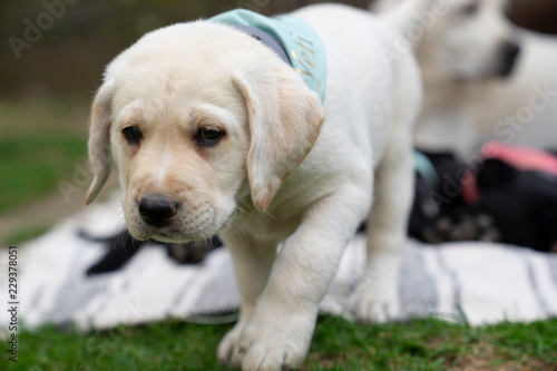 sweet young cute little purebred labrador retriever dog puppy pet