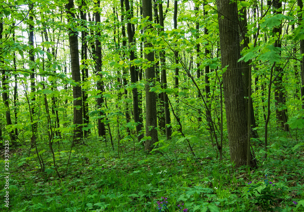 Forest trees. nature green wood sunlight backgrounds Forest trees. nature green wood sunlight backgrounds