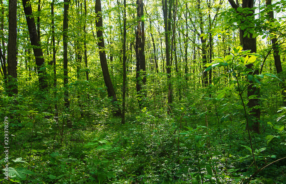 Beautiful forest landscape in the morning Beautiful forest landscape in the morning