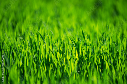 green grass background with selective focus