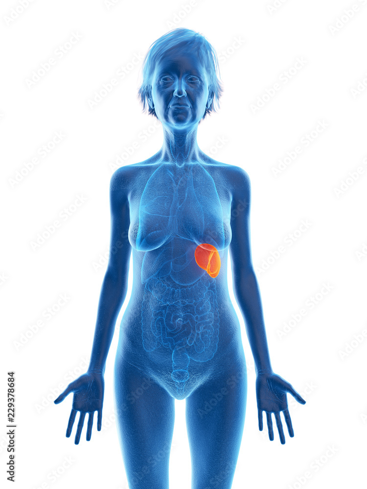 3d rendered medically accurate illustration of an elder females spleen 3d rendered medically accurate illustration of an elder females spleen