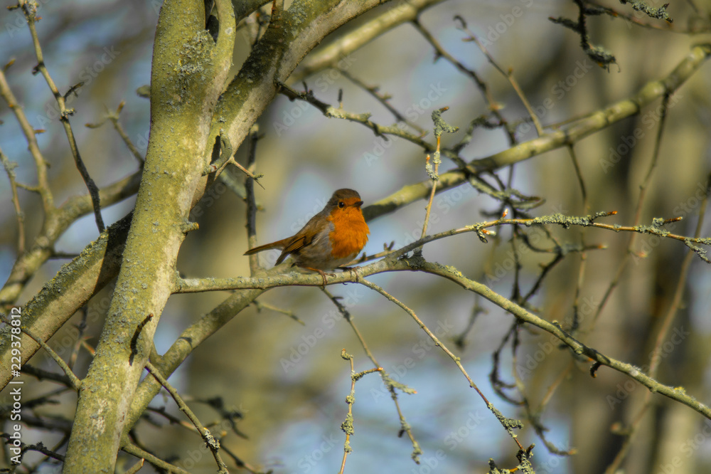 Robin Red Breast (erithacus rubecula) european robin in hedgerow Robin Red Breast (erithacus rubecula) european robin in hedgerow