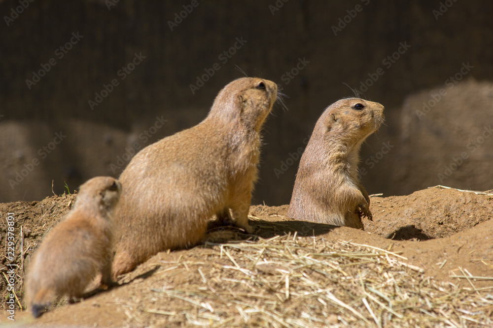 Fototapeta premium meerkat