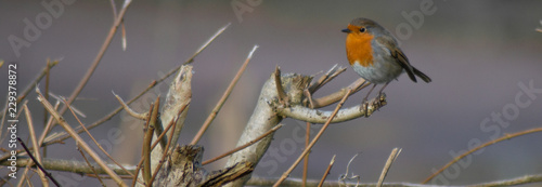 Robin Red Breast (erithacus rubecula) european robin in hedgerow