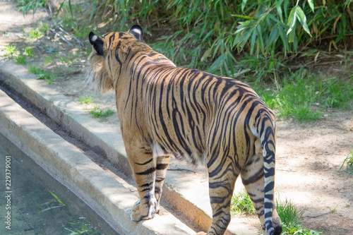 tiger in the water