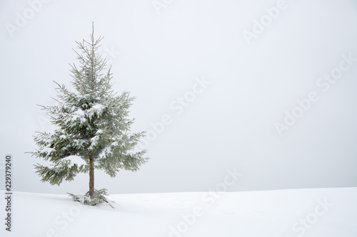 Frosty snow covered fir tree in snow as winter background.