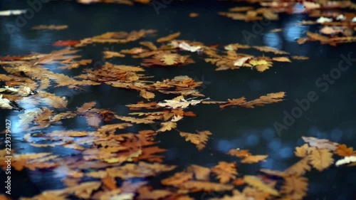 Fallen autumn leaves move slowly on water.
