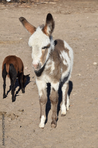 a small bumbling donkey in the yard