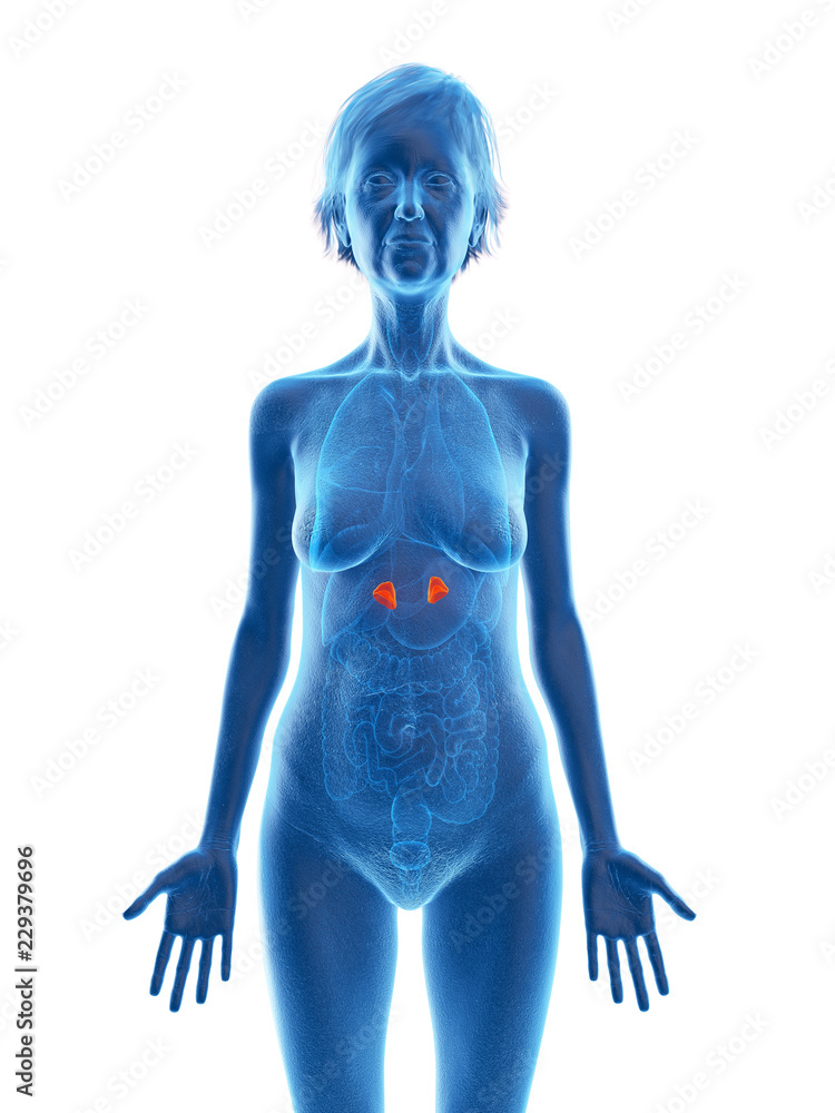 3d rendered medically accurate illustration of an elder females adrenal glands 3d rendered medically accurate illustration of an elder females adrenal glands