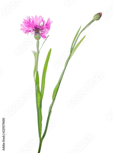 pink cornflower bloom and one bud on stem