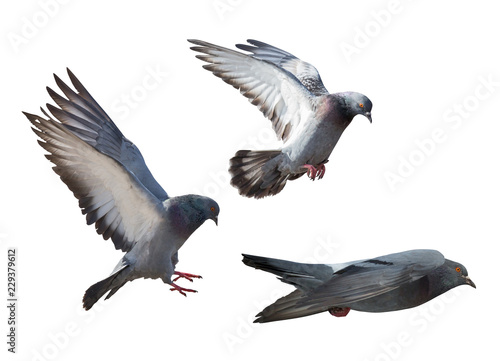 isolated on white three dark gray flying pigeons