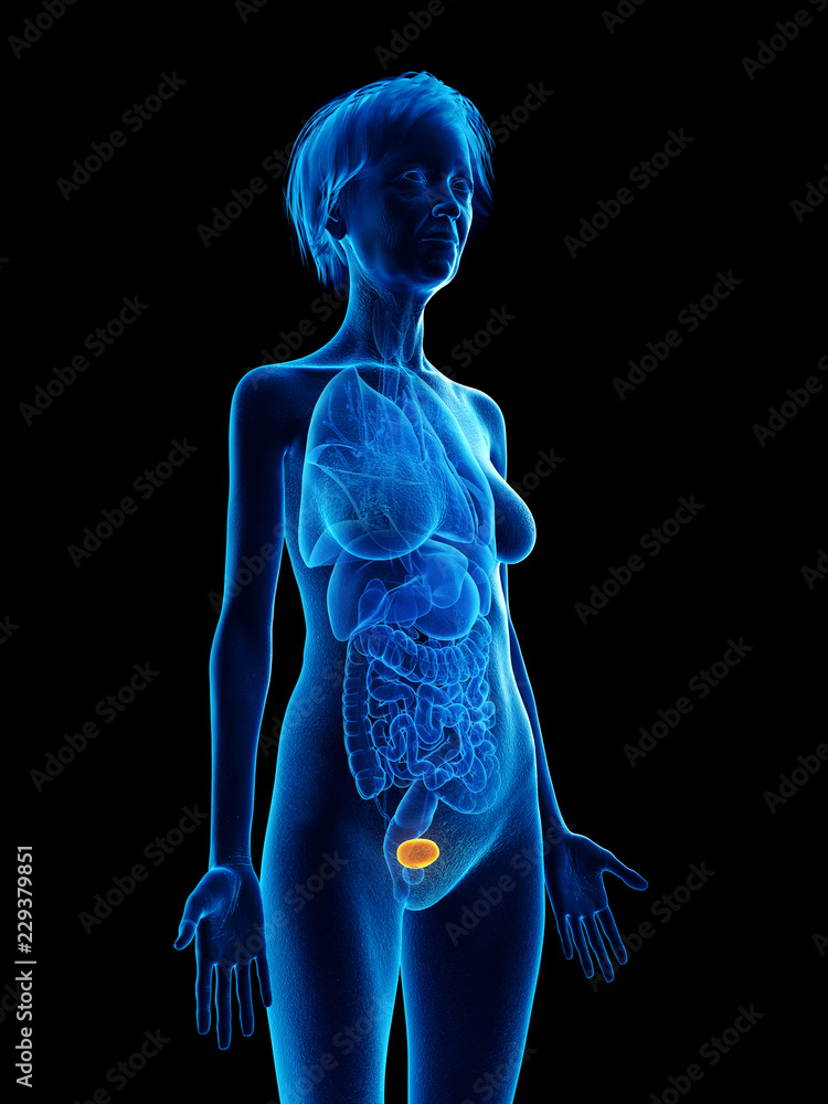 3d rendered medically accurate illustration of an elder females bladder 3d rendered medically accurate illustration of an elder females bladder