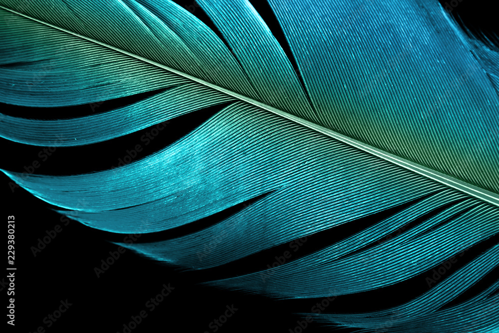 blue feather textured surface on black background. - obrazy, fototapety, plakaty 