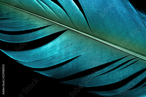 blue feather textured surface on black background.