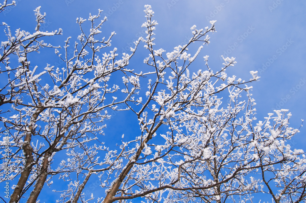 Snow and frost covered tree branches against blue sky. Snow and frost covered tree branches against blue sky.
