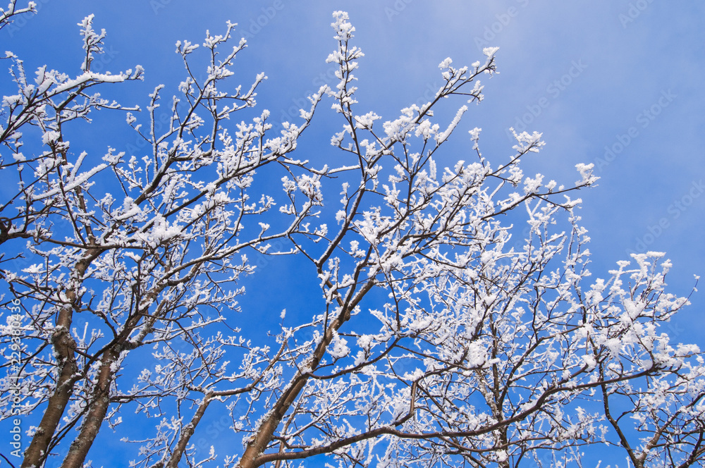 Snow and frost covered tree branches against blue sky.