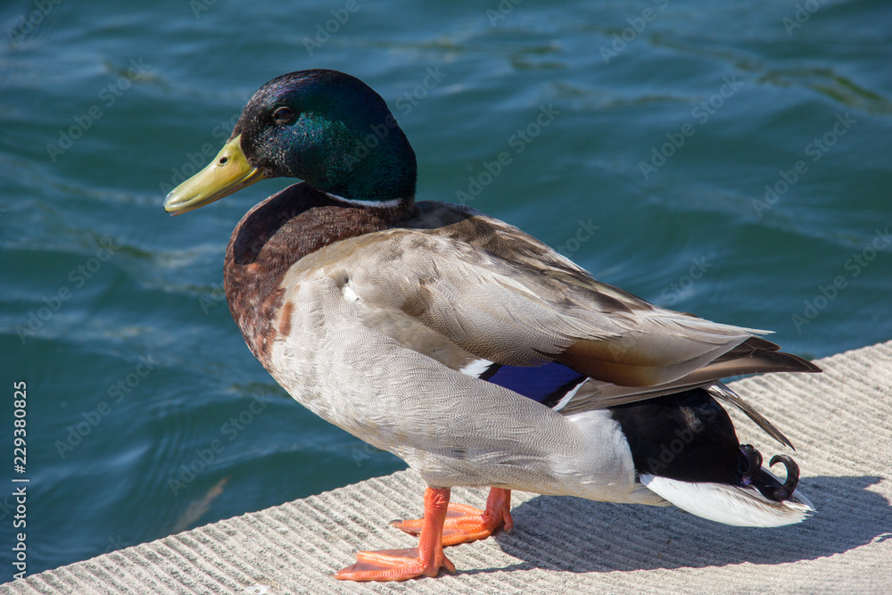 Obraz premium duck in water