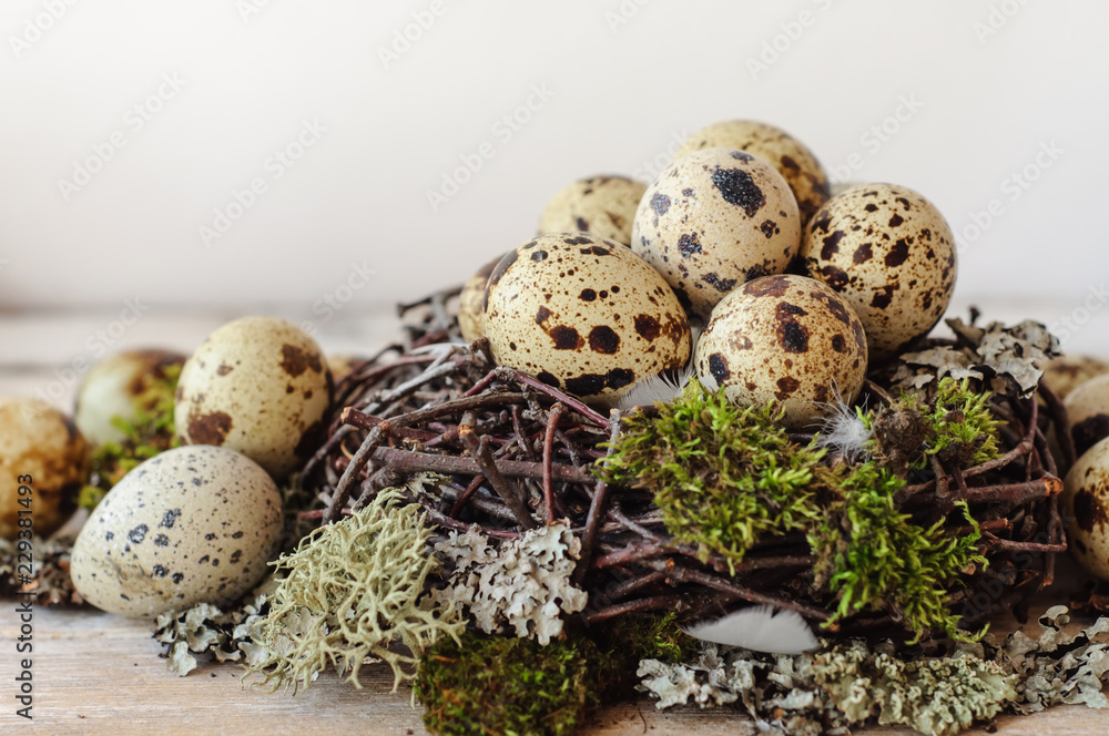 quail eggs in the nest quail eggs in the nest