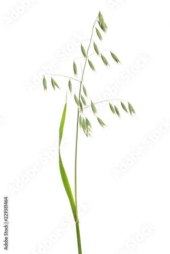Fototapeta Naklejka Na Ścianę i Meble -  isolated green oat with seeds