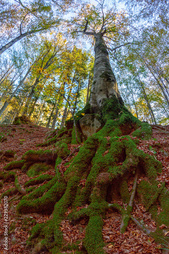 alberi nella foresta