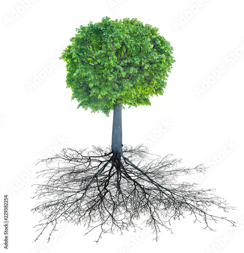green circle linden tree with root