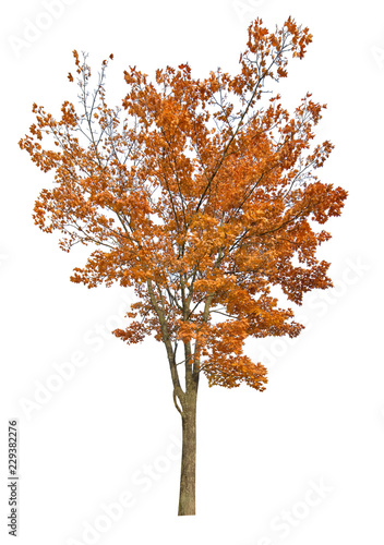 autumn dark orange maple tree isolated on white
