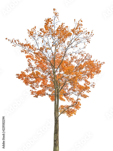 dark gold autumn maple tree isoalted on white