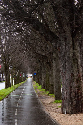 Tree lined road at river Seine bank near Alexandre III bridge, Paris. Alignment concept.
