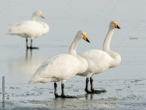  Gorgeous white whooper swans, Cygnus cygnus standing and resting on ice on a cold winter day in Estonia, Northern Europe