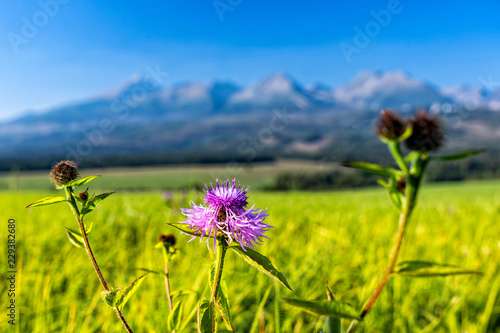 Purple mountain cornflower on green meadow in front of high mountains in a sunny day. High Tatras mountain range in Slovakia.a