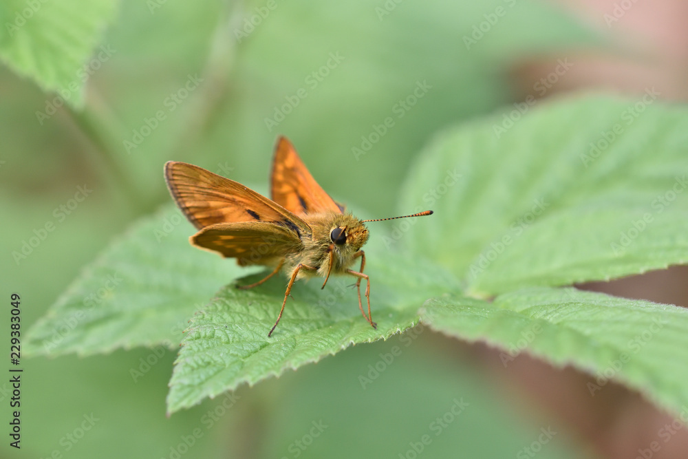 Obraz premium Dickkopffalter chillt