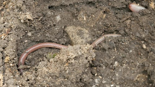Hidden in the soil Lumbricus terrestris earth worm 4K video photo
