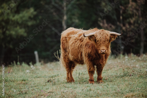 Scottish highland cattle on a pasture