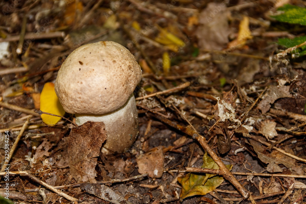 Edible mushroom in the forest Edible mushroom in the forest