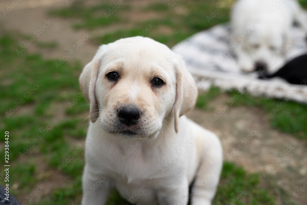 portrait of sweet young cute little purebred labrador retriever dog puppy pet sitting and looking pretty
