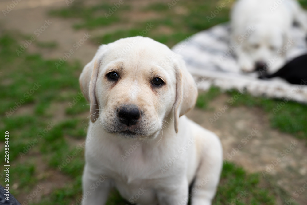portrait of sweet young cute little purebred labrador retriever dog puppy pet sitting and looking pretty portrait of sweet young cute little purebred labrador retriever dog puppy pet sitting and looking pretty