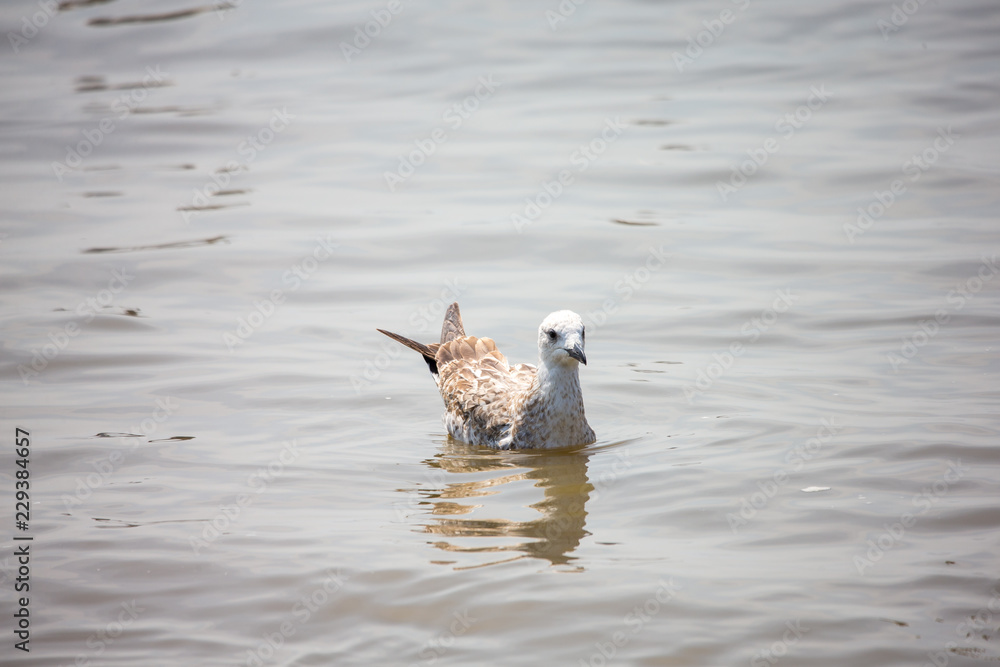 Fototapeta premium Seagull