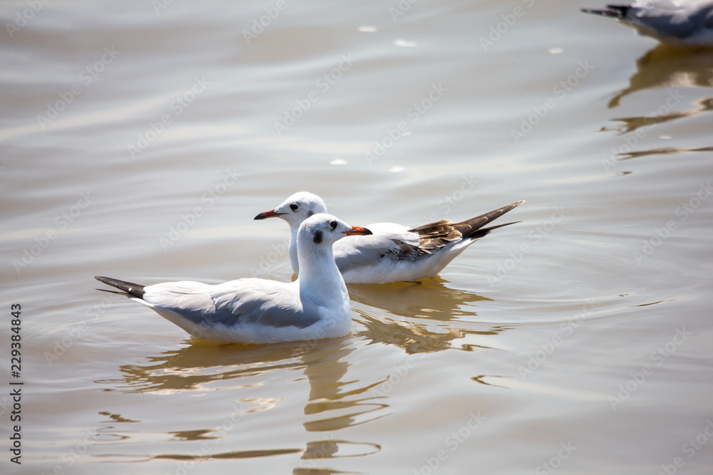 Fototapeta premium Seagull