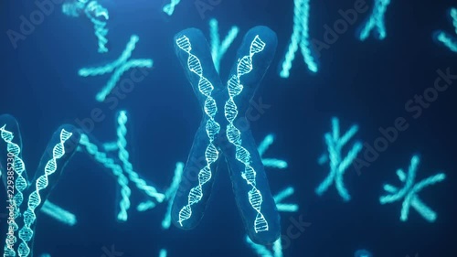 X and Y Chromosome on blue background. Chromosomes with DNA helix inside under microscope. Human chromosome. Illustration X and Y chromosome. Encoded genetic code. photo