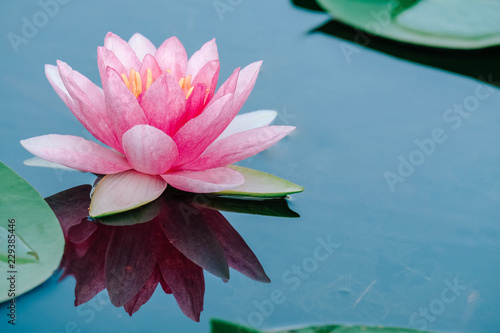 Beautiful Pink Lotus  Pink Water Lily with Reflection in a Pond.