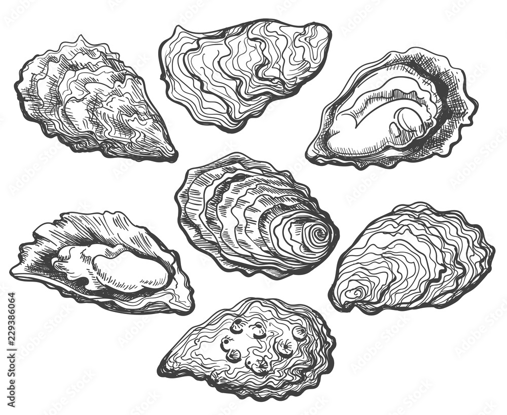 Oysters. Oyster shell vector set, hand drawn fresh oysters isolated on