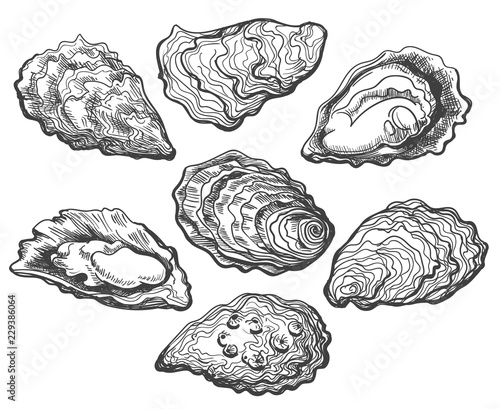 Oysters. Oyster shell vector set, hand drawn fresh oysters isolated on white background for cooked delicacies or delicacy food decor photo