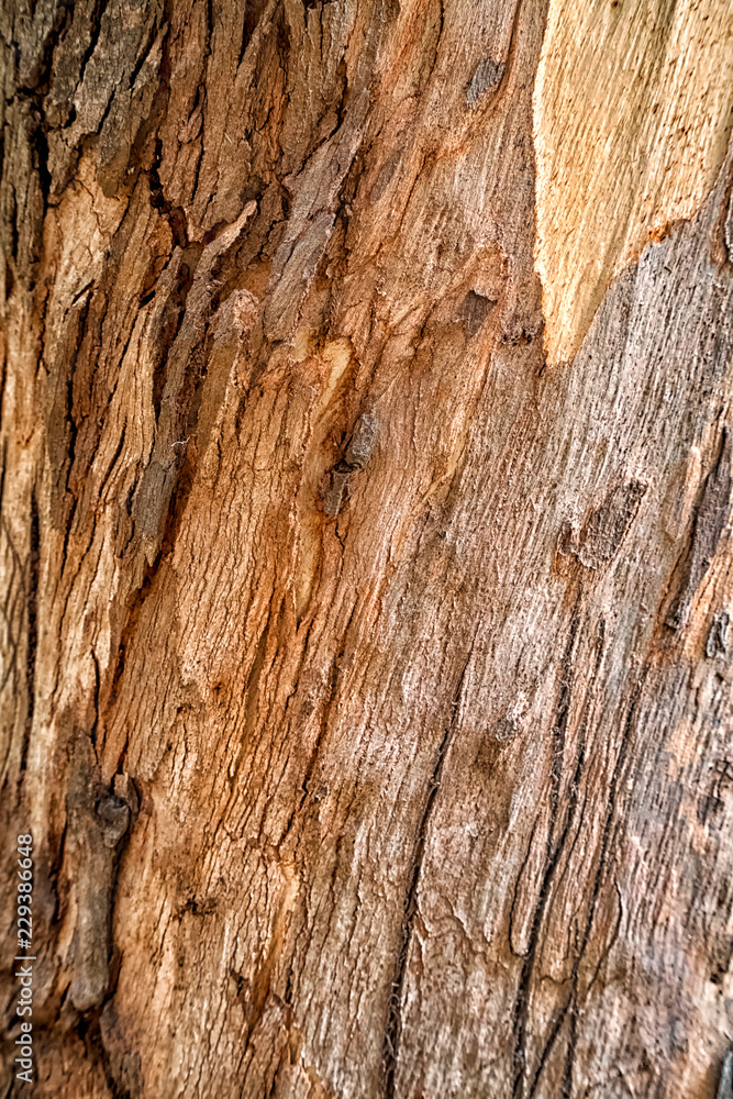Obraz premium Tree bark texture