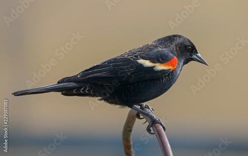 A Red-Winged Blackbird