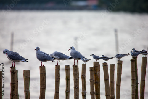 seagull on post © Supachai