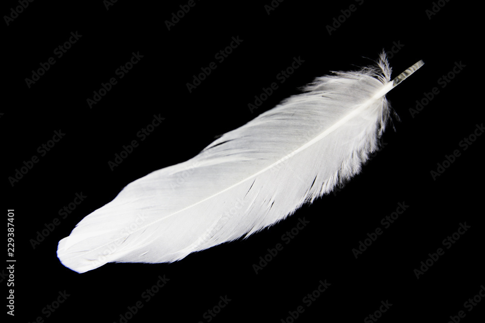 Single white feather isolated on black background. Stock Photo
