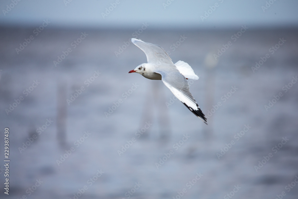 Fototapeta premium bird, seagull, gull, flying, sea, nature, fly, sky, flight, animal, water, blue, wings, white, wing, wildlife, birds, ocean, seagulls, freedom, beak, feather, air, coast, sea gull