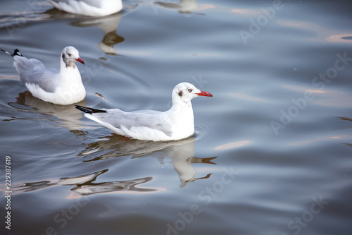 seagull on water