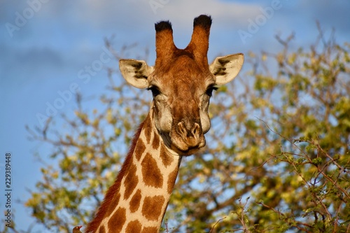 Giraffe Face 