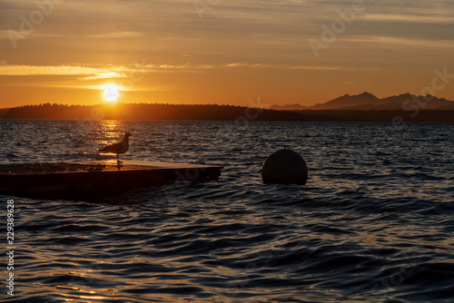 Seagull on floating doc at sunset on Puget sound near Seattle